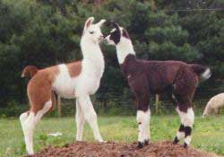 Buster and Snapshot kissing kissing2.jpg
