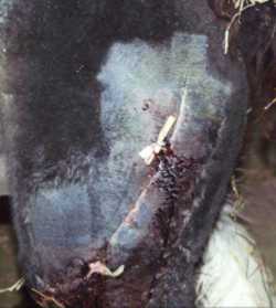 Lewis' Leg after 2nd surgery leg_122800.jpg