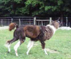 lewis_08_19_walking_250_web.jpg