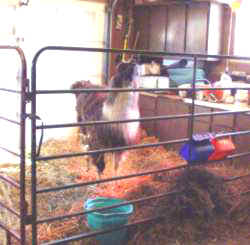 lewis_stall_web_250.jpg