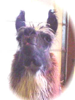 lewis_vignette_0101_web_250.jpg