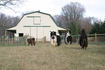 new_barn_llamas1.jpg