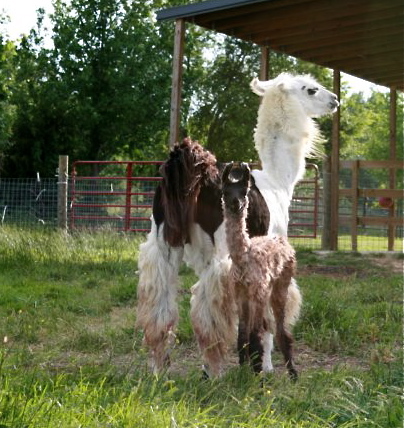 Adonis Cria